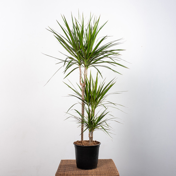 Dracena 'Green' 3 Pędy | Tomaszewski