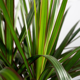 Dracena 'Green' 3 Pędy | Tomaszewski