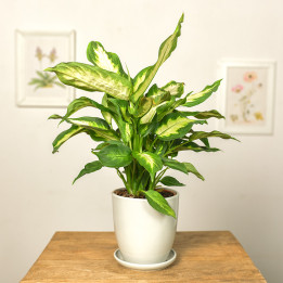 Difenbachia 'Camilla' | Tomaszewski
