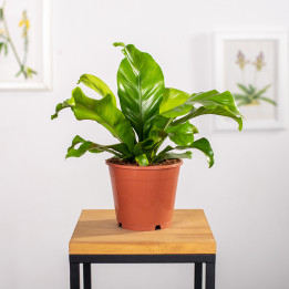 Asplenium nidus | Tomaszewski