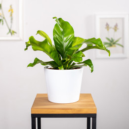 Asplenium nidus | Tomaszewski