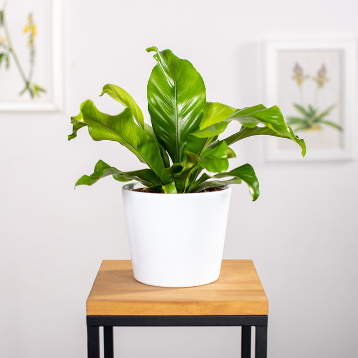 Asplenium nidus | Tomaszewski