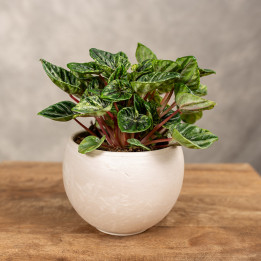 Peperomia 'Buenos Aires' | Tomaszewski