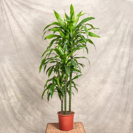 Dracena 'Art' | 3 pędy