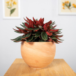 Peperomia 'Rosso' | Tomaszewski