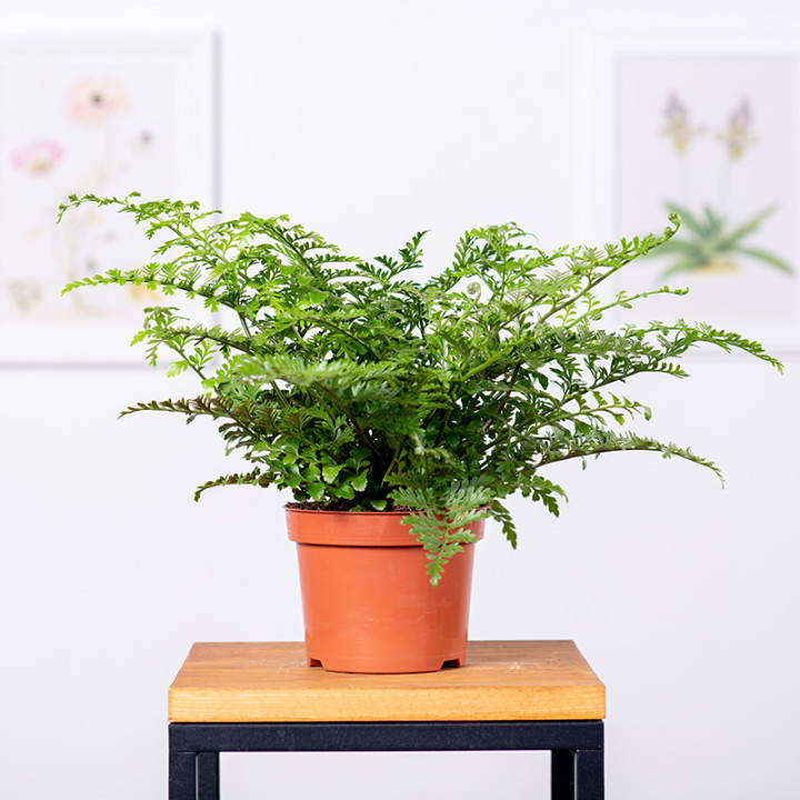Asplenium 'Parvati' | Tomaszewski