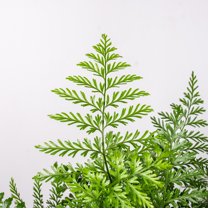 Asplenium 'Parvati' | Tomaszewski
