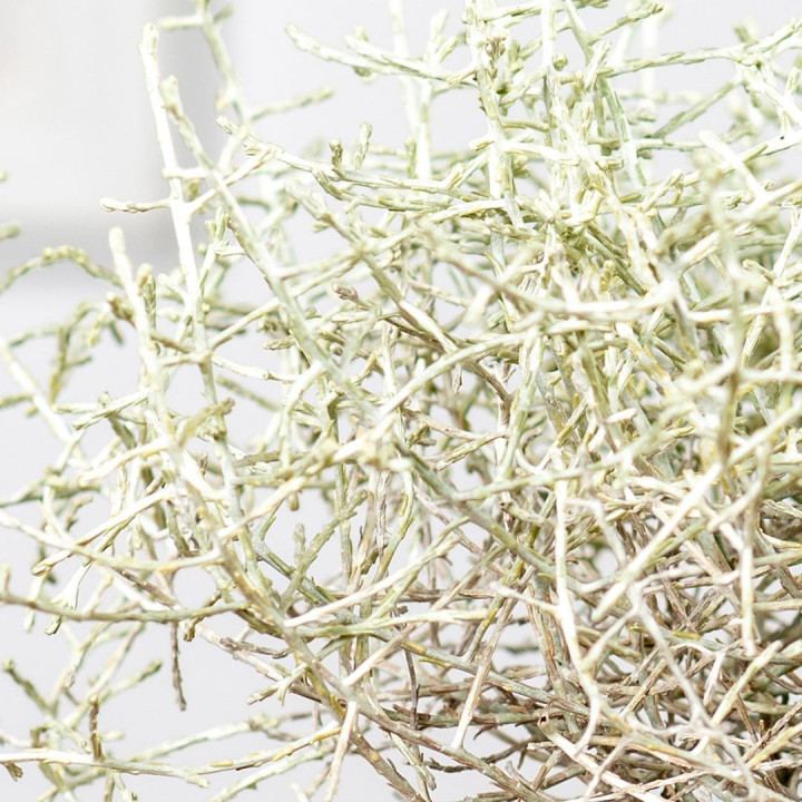 Kalocefalus Browna | Leuophyta brownii | Srebrzyk | Mrozek