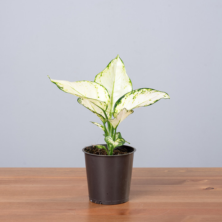 Aglaonema 'White Joy'