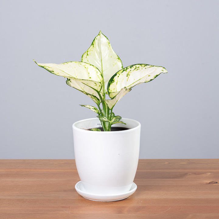 Aglaonema 'White Joy'