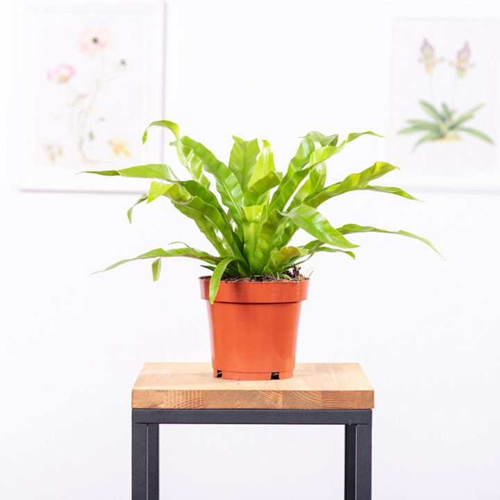 Asplenium 'Tani-Watari' | Tomaszewski