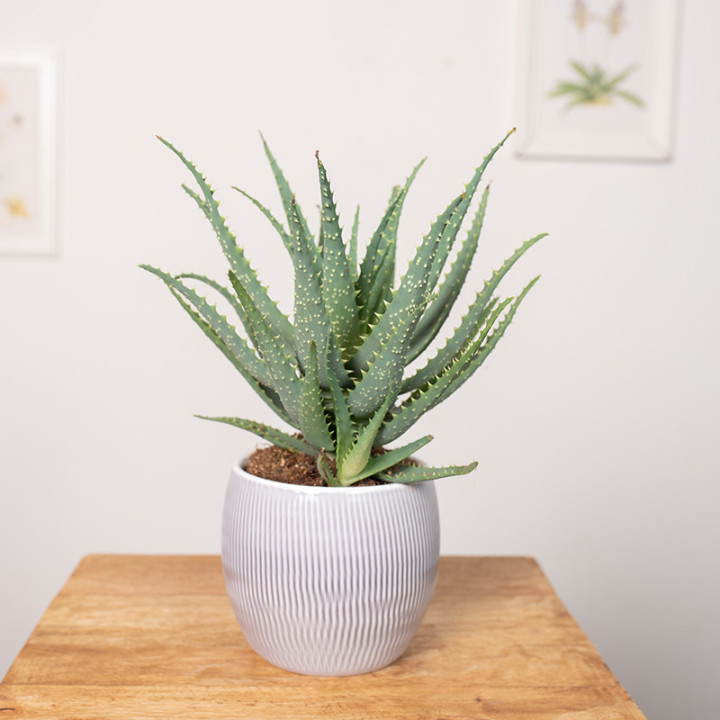 Aloes drzewiasty | Tomaszewski