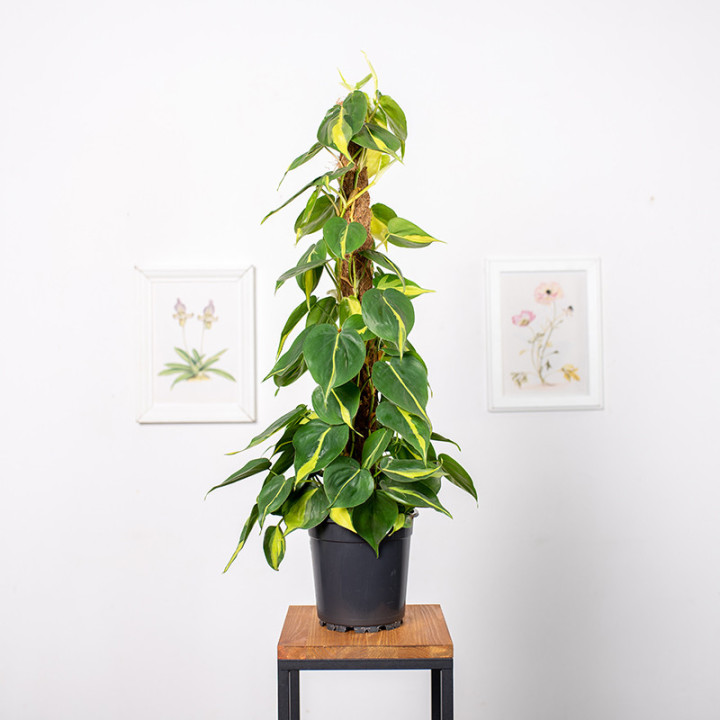 Filodendron 'Brasil' na pniu | Tomaszewski