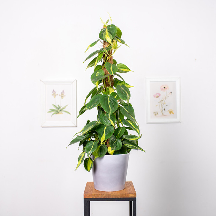 Filodendron 'Brasil' na pniu | Tomaszewski