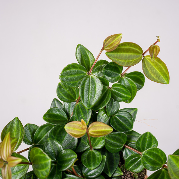 Peperomia 'Rocca Scuro' | Tomaszewski