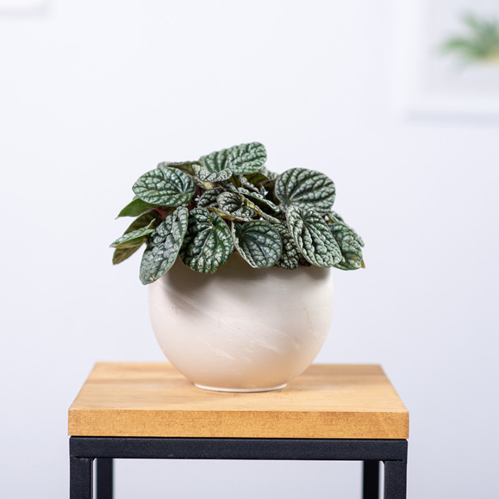 Peperomia ‘Burbella’ | Tomaszewski