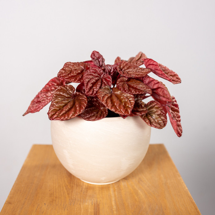 Peperomia 'Quito' | Tomaszewski
