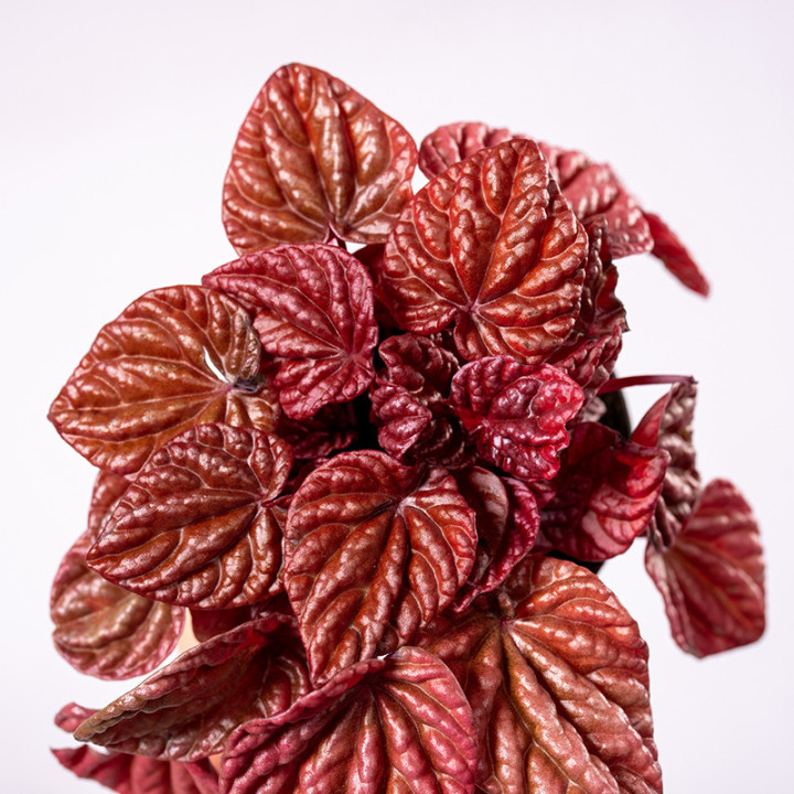 Peperomia 'Quito' | Tomaszewski