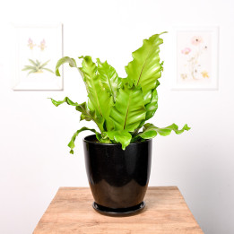 Asplenium nidus | Tomaszewski