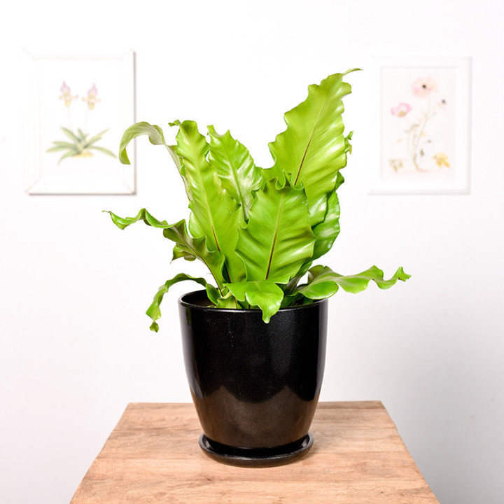 Asplenium nidus | Tomaszewski