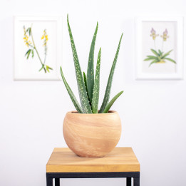 Aloes leczniczy | Tomaszewski