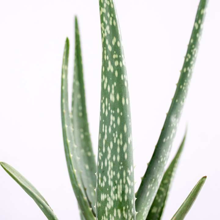 Aloes leczniczy | Tomaszewski