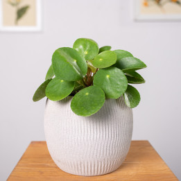 Pilea peperomiowata - Pieniążek | Tomaszewski