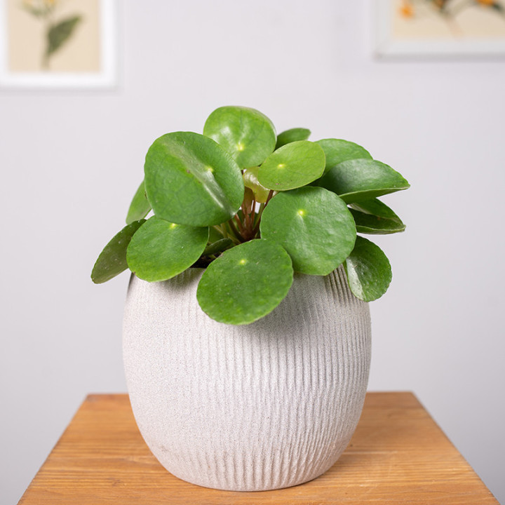 Pilea peperomiowata - Pieniążek | Tomaszewski