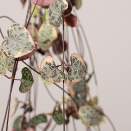 Ceropegia woodii 'Variegata' | Tomaszewski