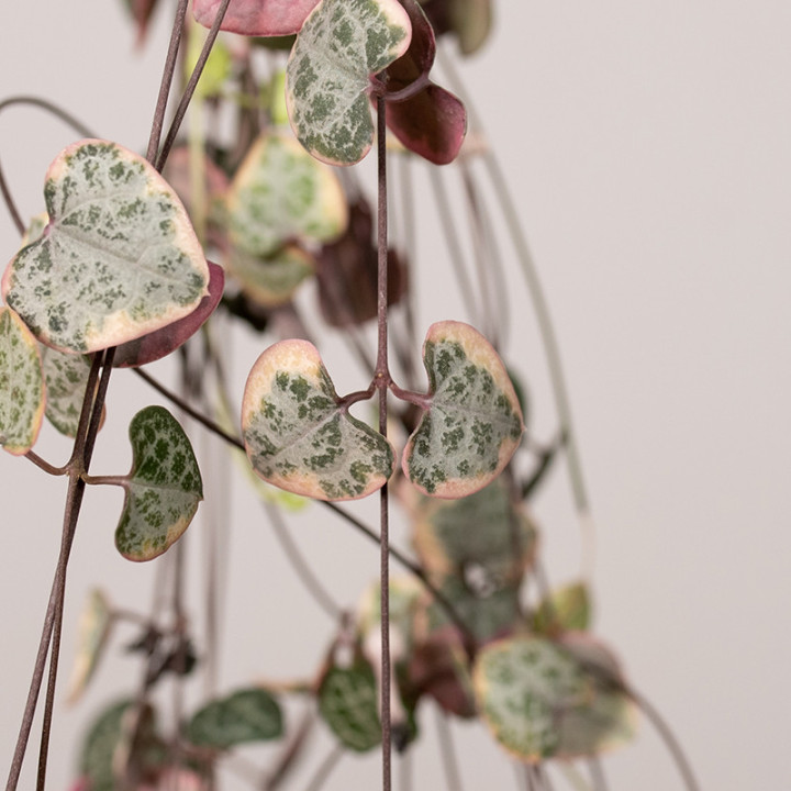 Ceropegia woodii 'Variegata' | Tomaszewski