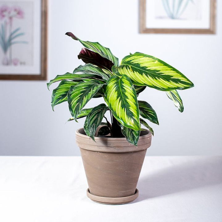 Kalatea 'Beauty Star'
