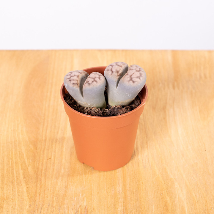 Lithops Żywe Kamienie | Tomaszewski