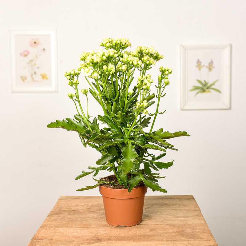 Kalanchoe ‘Sunny White'