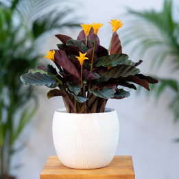 Kalatea 'Candela'