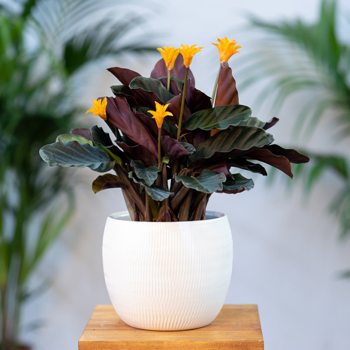 Kalatea 'Candela'