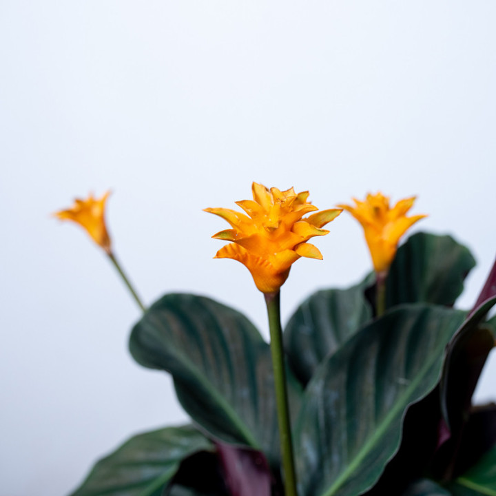 Kalatea 'Candela'