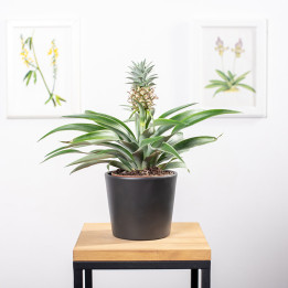 Ananas | Tomaszewski