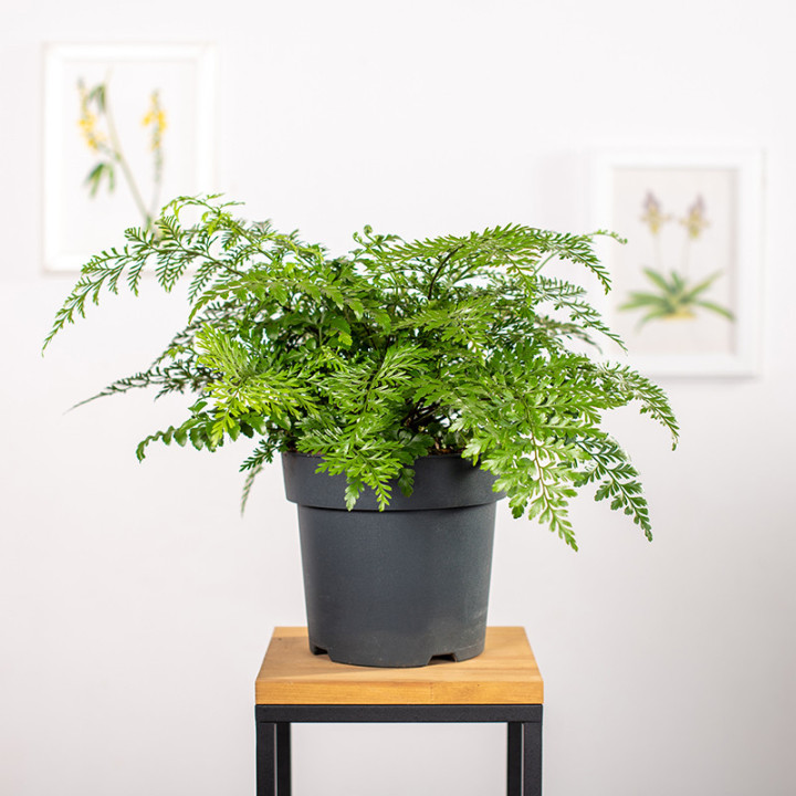 Asplenium 'Parvati' | Tomaszewski