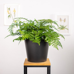 Asplenium 'Parvati' | Tomaszewski