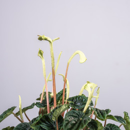 Peperomia 'Lilian' | Tomaszewski