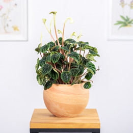 Peperomia 'Lilian' | Tomaszewski