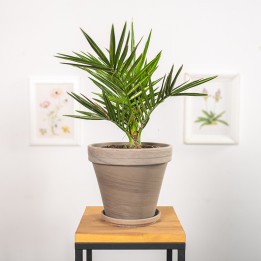 Palma Daktylowa | Tomaszewski