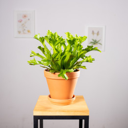 Asplenium 'Leslie'