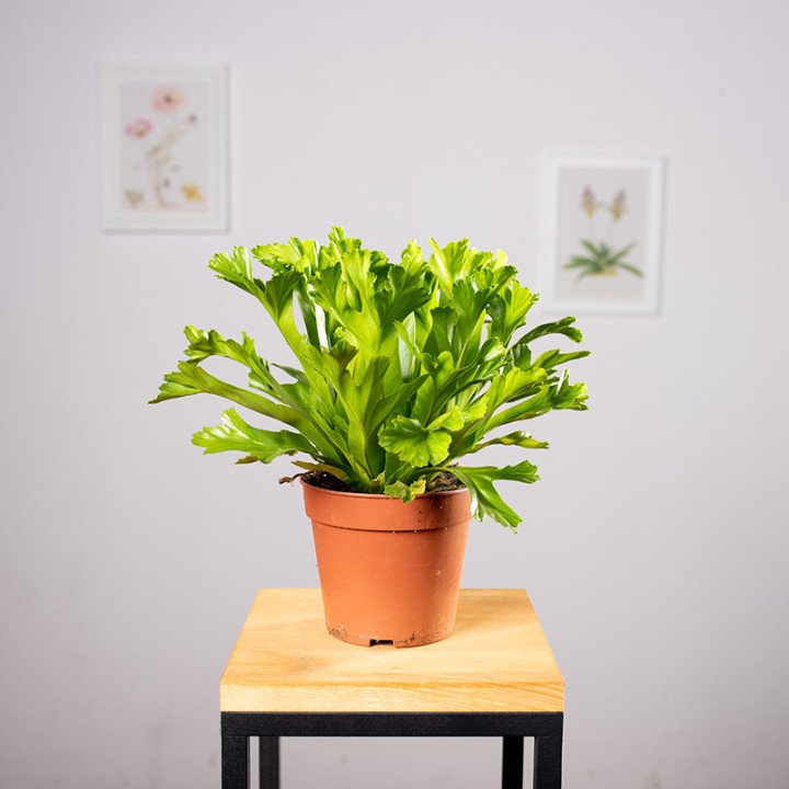 Asplenium 'Leslie'