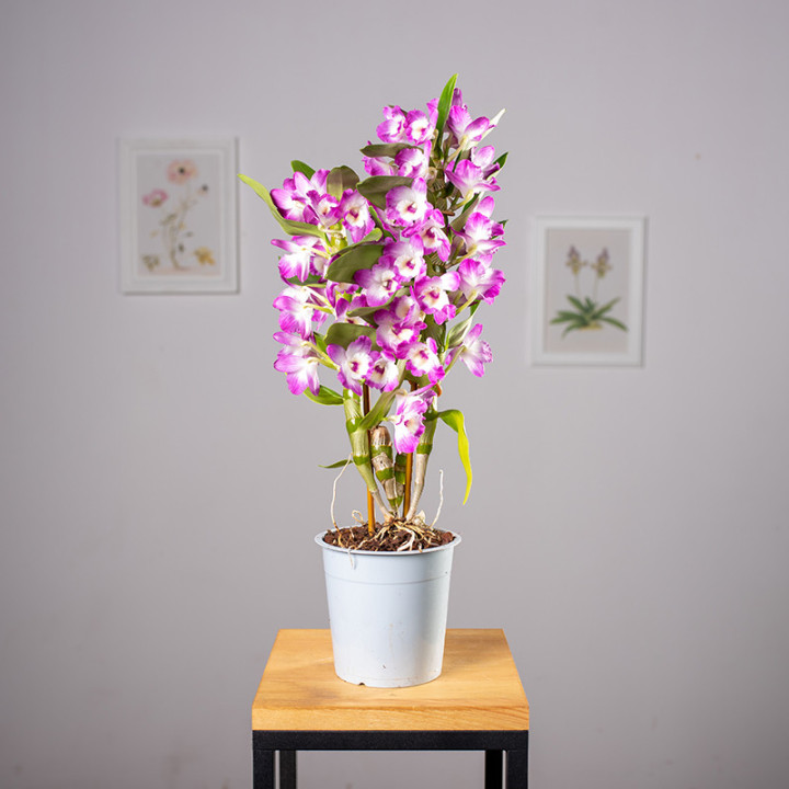 Dendrobium szlachetne Róż | Tomaszewski