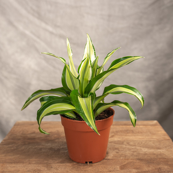 Dracena 'Malaika' | Tomaszewski