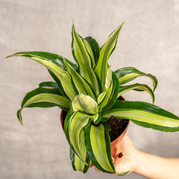 Dracena 'Malaika' | Tomaszewski