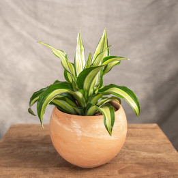 Dracena 'Malaika' | Tomaszewski
