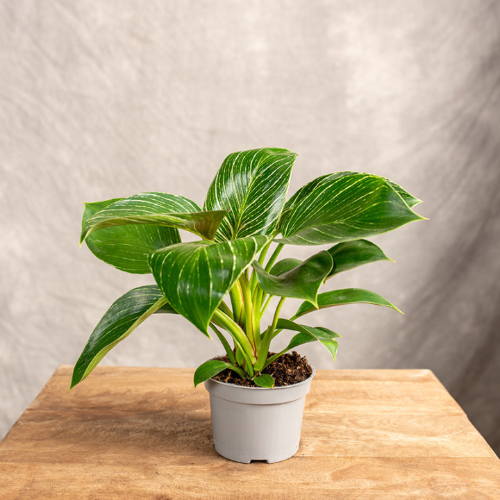 Filodendron 'Birkin' | Tomaszewski