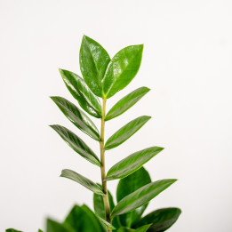 Zamiokulkas | Zamioculcas zamiifolia | Mała sadzonka